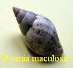 Pisania maculosa, Lamarck 1822