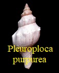 Pleuroploca purpurea, Jonas 1849