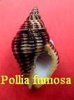 Pollia fumosa, Dillwyn 1817