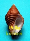 Pollia krauseri, Tröndlé 2013