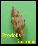 Prodotia iostoma, Gray in Griffith & Pidgeon,1834