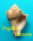 Pugilina carnaria, Roeding 1798