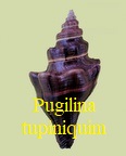 Pugilina tupiniquim, Abbate & Simone 2015