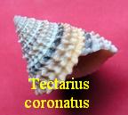 Tectarius coronatus, Valenciennes 1832