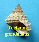Tectarius grandinatus, Gmelin 1791