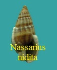 Tritia nitida, Jeffreys 1867