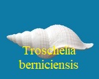 Troschelia berniciensis, King 184