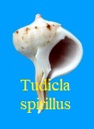 Tudicla spirillus, Von Linné 1767