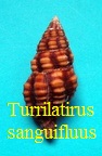 Turrilatirus sanguifluus, Adams & Reeve 1847