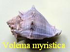 Volema myristica, Roeding 1798