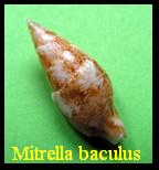 mitrella baculus