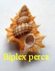 Biplex perca, Perry 1811