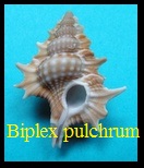 Biplex pulchrum, Gray in G. B. Sowerby I 1836