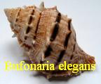 Bufonaria elegans, Sowerby 1836