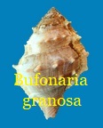 Bufonaria granosa, K. Martin 1884