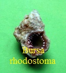 Bursa rhodostoma, Sowerby II 1835