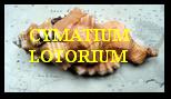CYMATIUM LOTORIUM