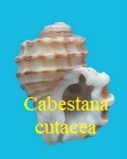 Cabestana cutacea, von Linne 1767
