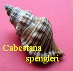 Cabestana spengleri, Perry 1811