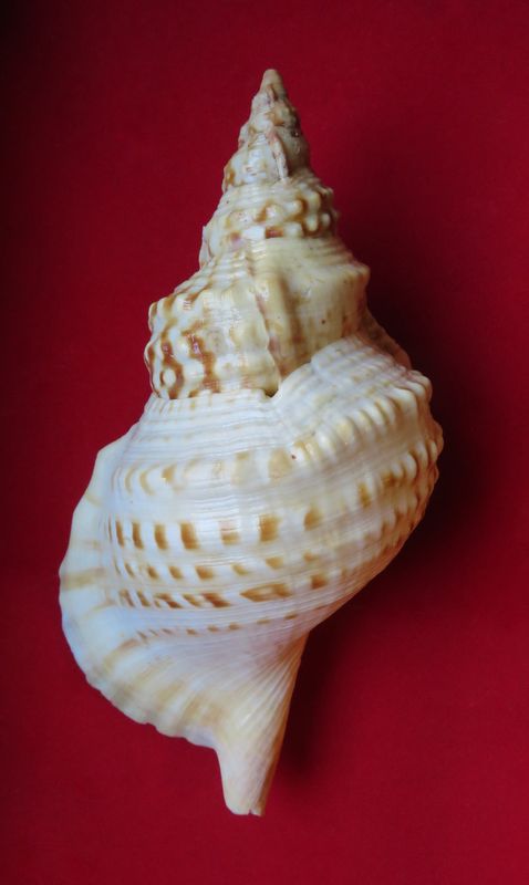 Charonia lampas - (Linnaeus, 1758) Charlamp11