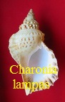 Charonia lampas, L. 1758