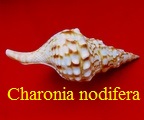 Charonia nodifera, Lamarck 1822