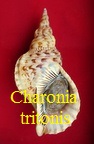 Charonia tritonis, L. 1758