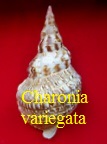 Charonia variegata, Lamarck 1816