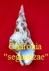 Charonia variegata f  ''seguenzae'' (Aradas & Benoit, 1871) 