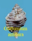 Gutturnium muricinum var. antillara, Roeding, P.F, 1798