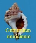 Gutturnium muricinum, Röding 1798