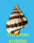 Gyrineum gyrinum, L 1758