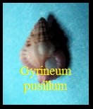 Gyrineum pusillum, Broderip 1833