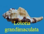 Lotoria grandimaculata, Reeve 1843