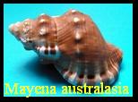 Mayena australasia, Perry 1811 