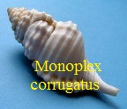 Monoplex corrugatus, Lamarck 1816