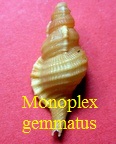 Monoplex gemmatus, Reeve 1844