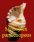 Monoplex parthenopeus, Von Salis-Marschlins 1793