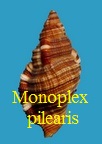 Monoplex cf pilearis