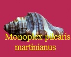 Monoplex pilearis martinianus, d'Orbigny 1846