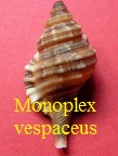 Monoplex vespaceus, Lamarck 1822