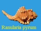 Ranularia pyrum, Linne 1758