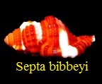 Septa bibbeyi, Beu 1987