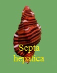 Septa hepatica, Roeding 1798