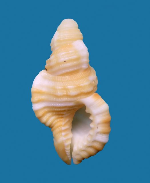 Septa occidentalis (Mörch, 1877) Septocci13