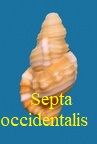 Septa occidentalis, Moerch 1877