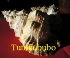 Tutufa (Tutufa) bubo, Linné 1758