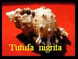 Tutufa (Tutufella) nigrita, Muhlhausser & Bloecher 1979 