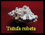 Tutufa rubeta, Roeding 1798