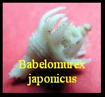 Babelomurex japonicus